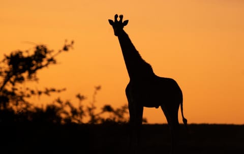 Animals