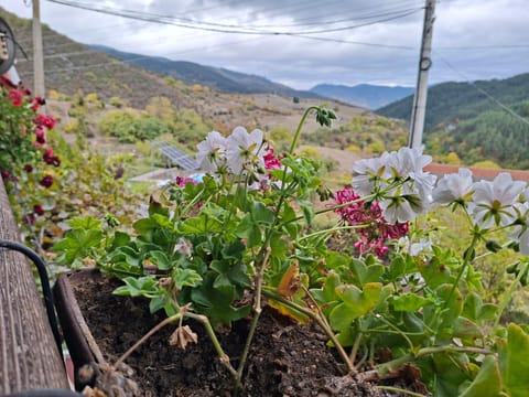 Day, Garden view, Mountain view