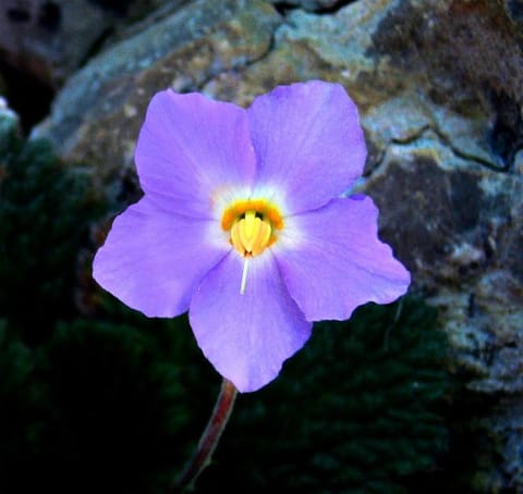 Ramonda Apartment Banja Luka Apartment in Federation of Bosnia and Herzegovina