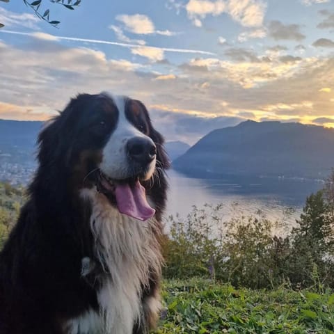 Natural landscape, Lake view, Sunset