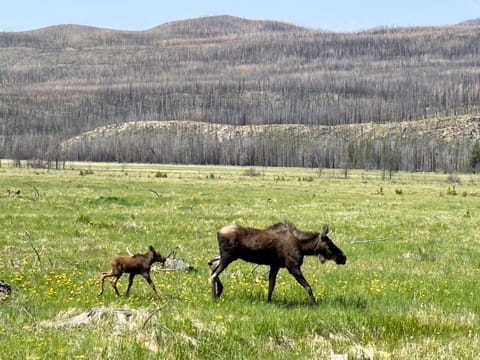 Day, Natural landscape, Animals, Mountain view