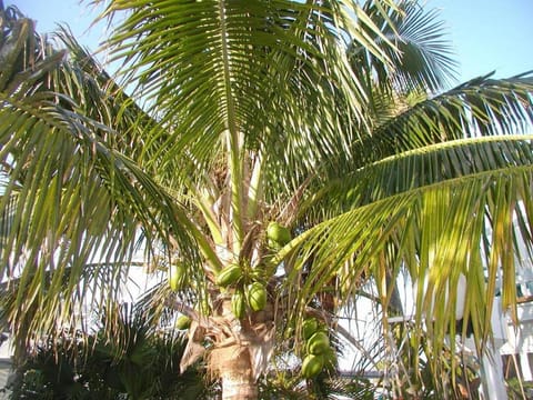 Natural landscape, Garden view