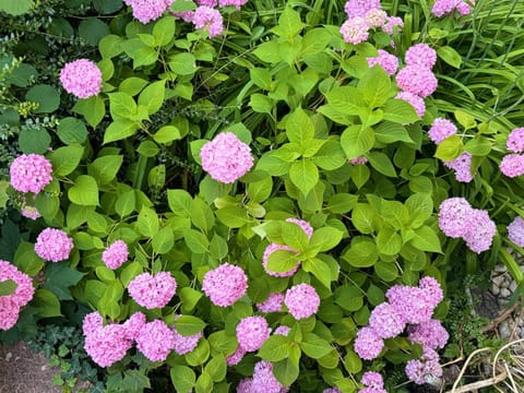 Off site, Day, Garden, Garden view