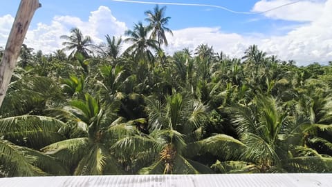 Natural landscape, Garden, Garden view