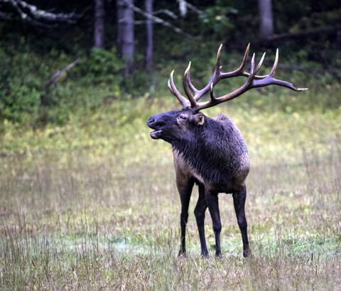 Reel It In House in Douglas Lake
