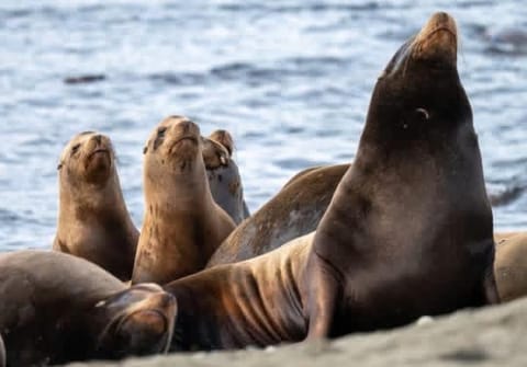 Oceanside Getaway Apartment in Vancouver Island