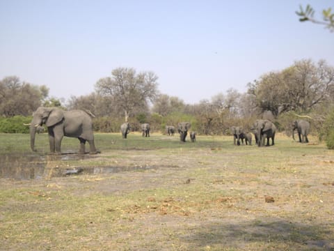Natural landscape, Animals