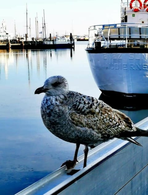 Neu !!! Smaragd House in Heiligenhafen