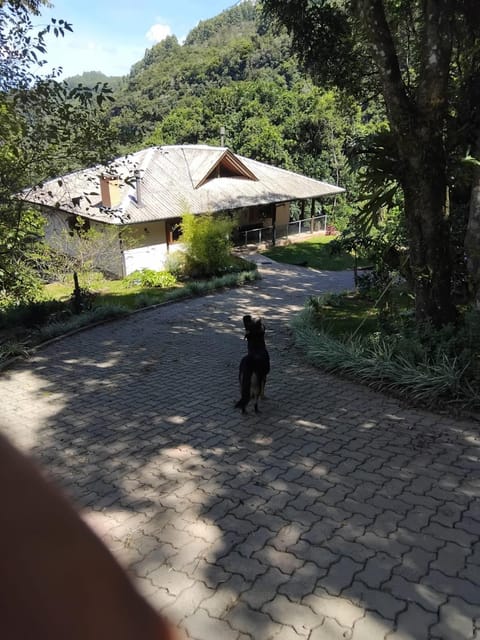 Pets