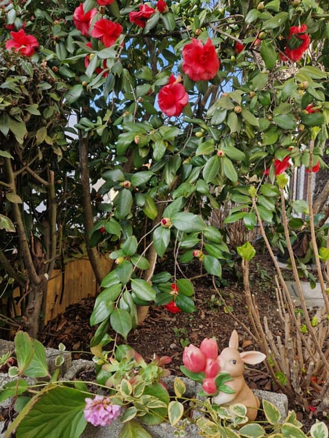 Spring, Day, Garden, Garden view