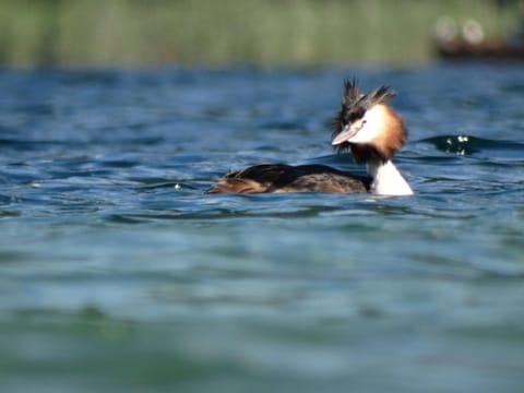 Natural landscape, Fishing, Table tennis, Cycling, Diving, Animals