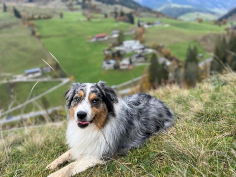 Chalet Pallegg House in Salzburgerland