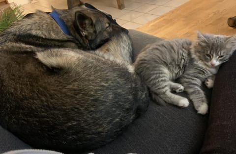 Property building, Pets