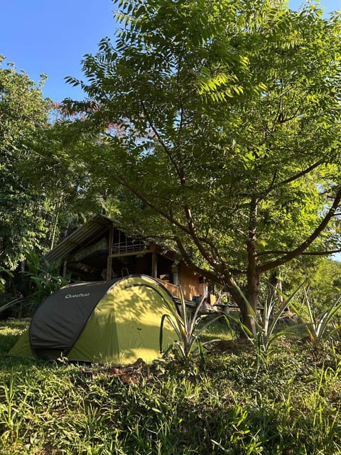 Natural landscape, Garden, Garden view