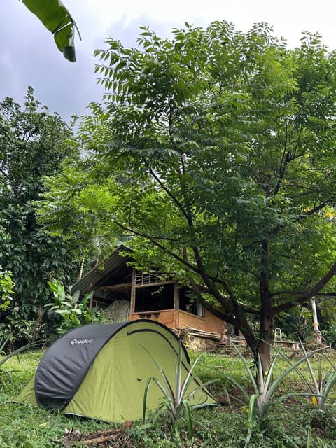 Natural landscape, Garden, Garden view