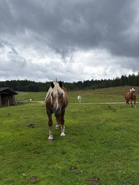 Bergerbauer Krimml Apartment in Salzburgerland