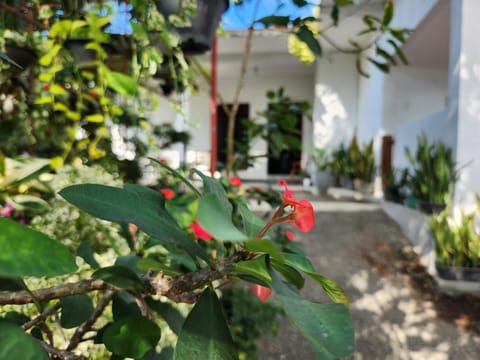 Day, Garden
