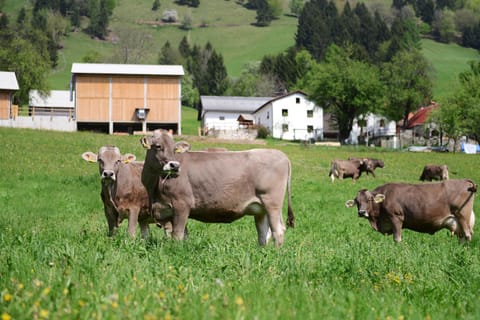 Property building, Hiking, Animals, Garden view, Mountain view