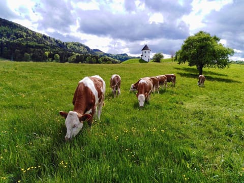 Demelhof Urlaub auf dem Bauernhof Farm Stay in Grassau