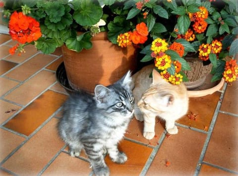 Demelhof Urlaub auf dem Bauernhof Farm Stay in Grassau