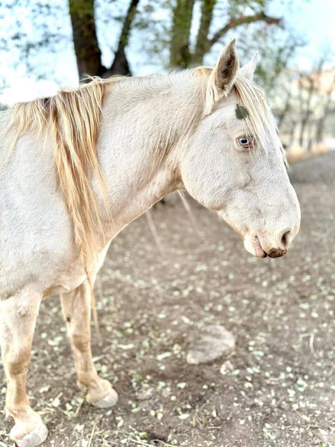 Peaceful Ranch Overlooking Mustangs with Full Kitchen & Fireplace House in Longmont