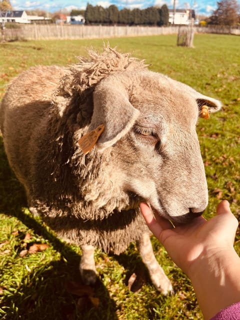 Chambre d'hôtes Lucia avec vue sur jardin arboré Bed and Breakfast in Hauts-de-France