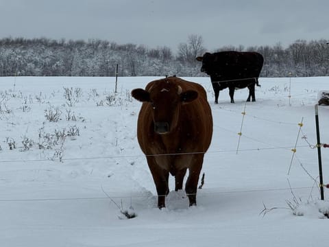 Day, Natural landscape, Animals
