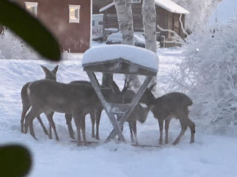 Entire home in Muodoslompolo House in Norrbotten County, Sweden