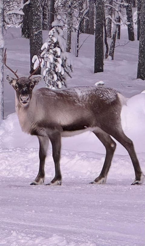 Entire home in Muodoslompolo House in Norrbotten County, Sweden