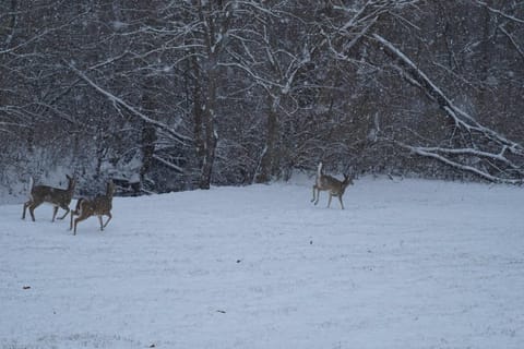 Modern 3-Suite Home on 3 Acres - Pet-Friendly House in Fishers