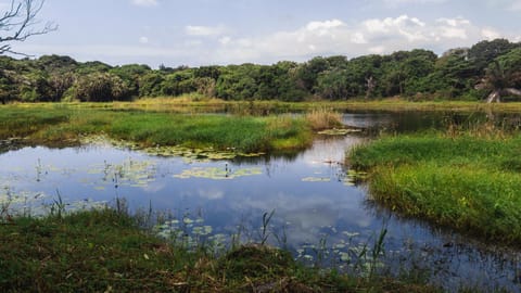 Lake view