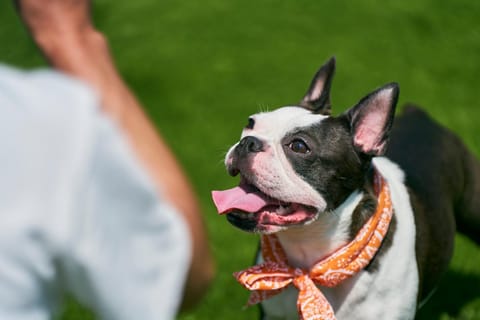 pet friendly, pet friendly