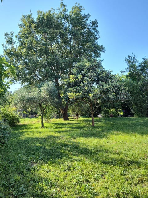 Garden, Garden, Garden view