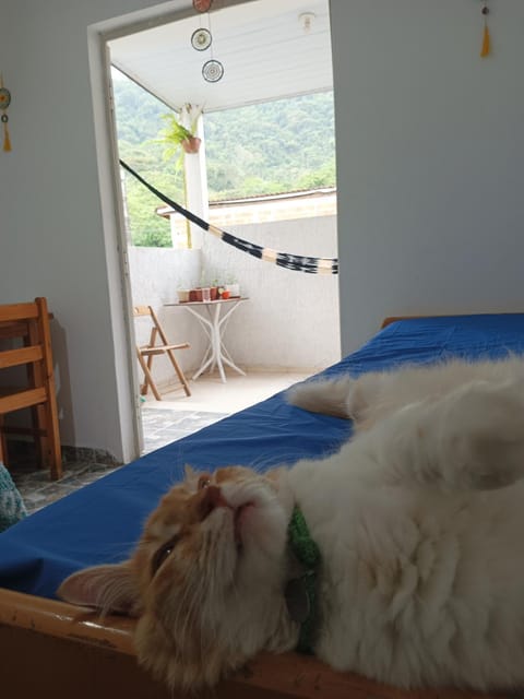Bedroom, Pets