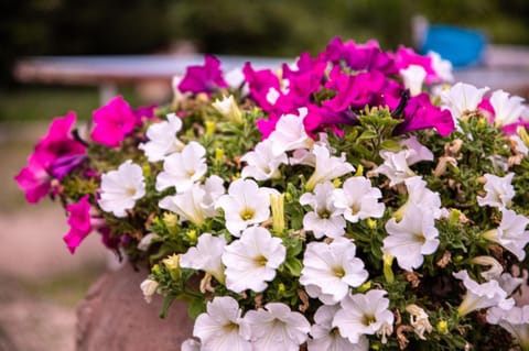 Albarosa Bed and Breakfast in Basilicata