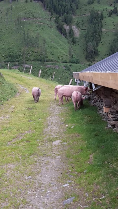 Apartment Steger Apartment in Salzburgerland