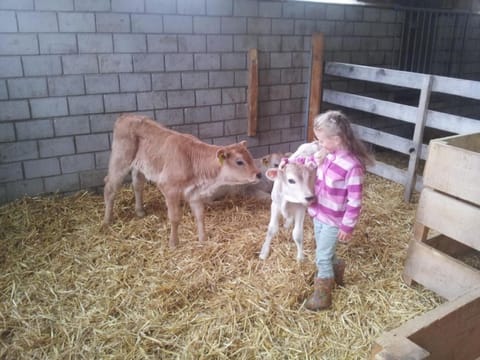 Apartment Bijou - BioBergün by Interhome Apartment in Canton of Grisons