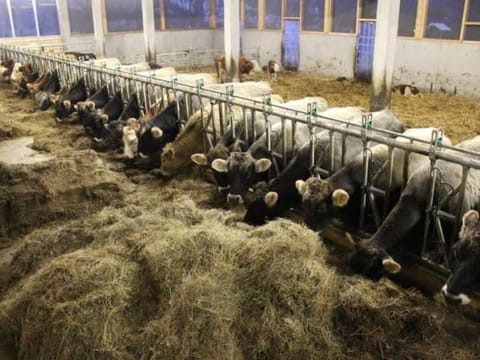 Holiday Home Fäsch by Interhome House in St. Gallen, Switzerland