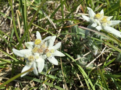 Apartment Hochwertige Ferienwohnung in Matrei In Osttirol by Interhome Apartment in Salzburgerland
