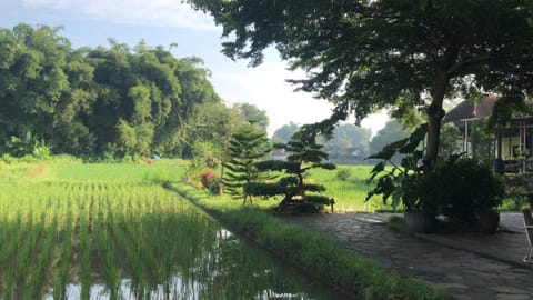 Spring, Day, Natural landscape, Garden, Garden view