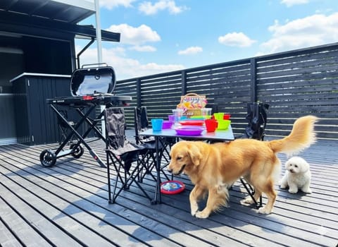 Day, Balcony/Terrace, Pets, pet friendly