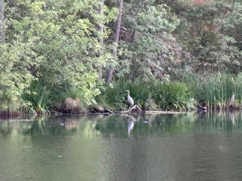 Cedar Springs Retreats Campground/ 
RV Resort in Sierra Nevada