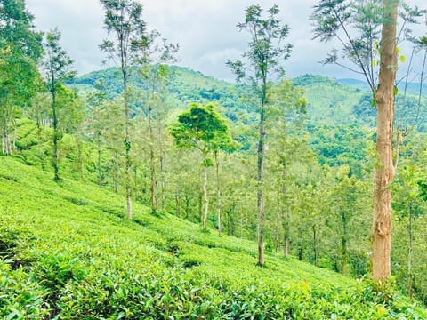 Natural landscape, Mountain view