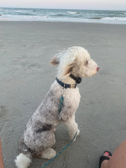 Natural landscape, Pets