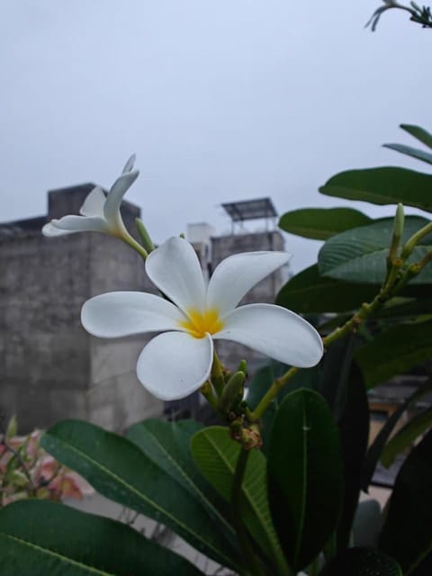 jaipurnesthomestay House in Jaipur