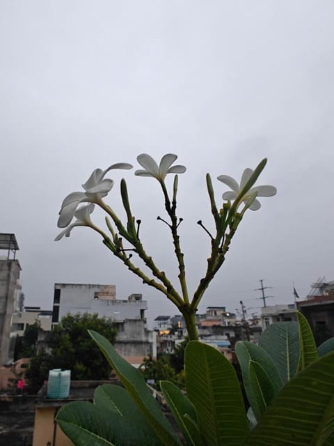jaipurnesthomestay House in Jaipur