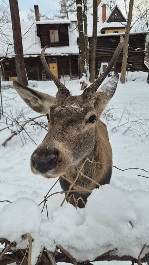 Property building, Day, Winter, Animals