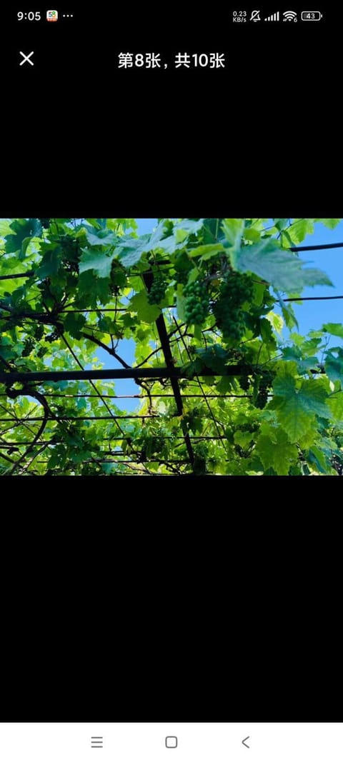 Bograd Ledina surcin Sterijina 40 a Bed and Breakfast in Belgrade