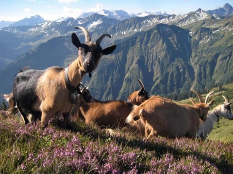 Natural landscape, Animals, Mountain view