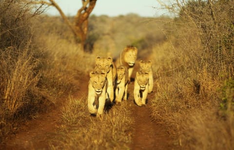 Natural landscape, Activities, Animals, Animals